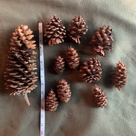Pine cones from Northern California.  9 medium. - Picture 5 of 6